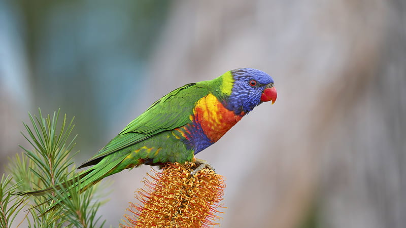 Rainbow Lorikeet, animal, lorikeet, bird, rainbow, parrot, HD wallpaper