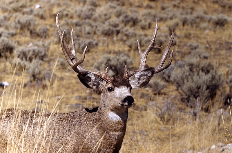 Graceful Deer, doe, white tail deer, mule deer, buck, wildlife, nature, animals, deer, HD wallpaper