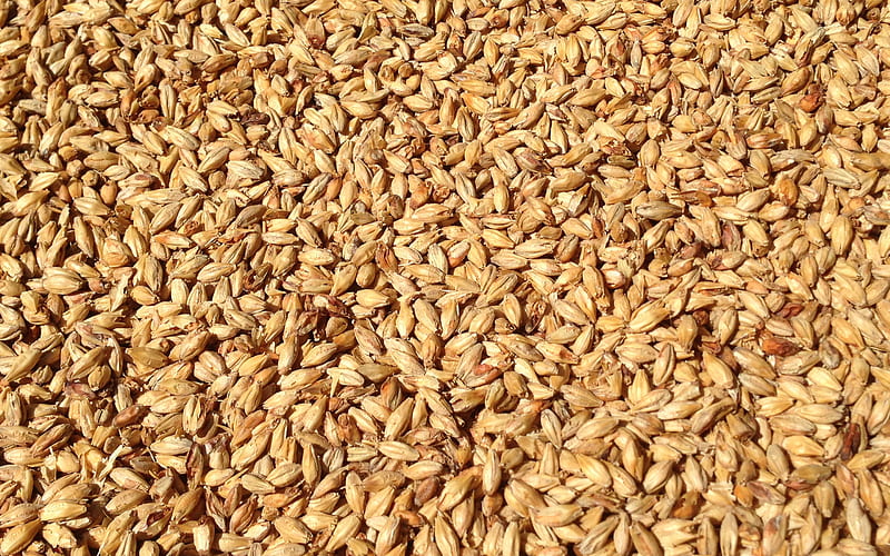 wheat grains texture, wheat harvest concepts, wheat background, cereals, wheat texture, HD wallpaper
