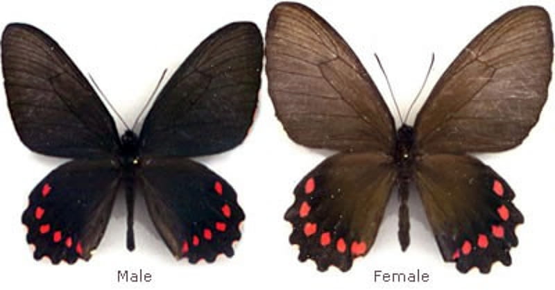 Rare Brazils Parides Burshellanus, Female, Brazil, Butterfly, Male, HD wallpaper