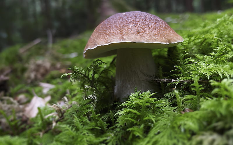 Boletus, mushroom, macro, moss, HD wallpaper