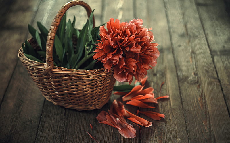 Peonía roja, flores en una canasta, peonías, peonías en una canasta, flor  roja, Fondo de pantalla HD | Peakpx
