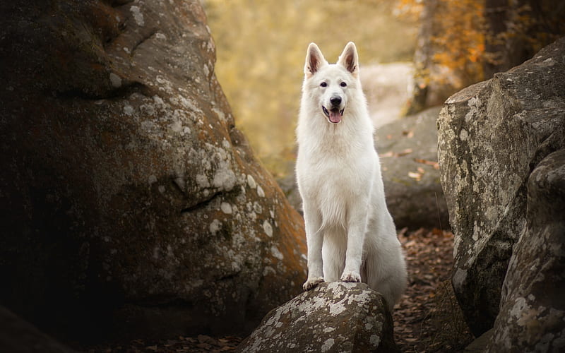 Swiss Shepherd, forest, White Swiss Shepherd, bokeh, dogs, autumn, Berger Blanc Suisse, pets, White Shepherd Dog, HD wallpaper