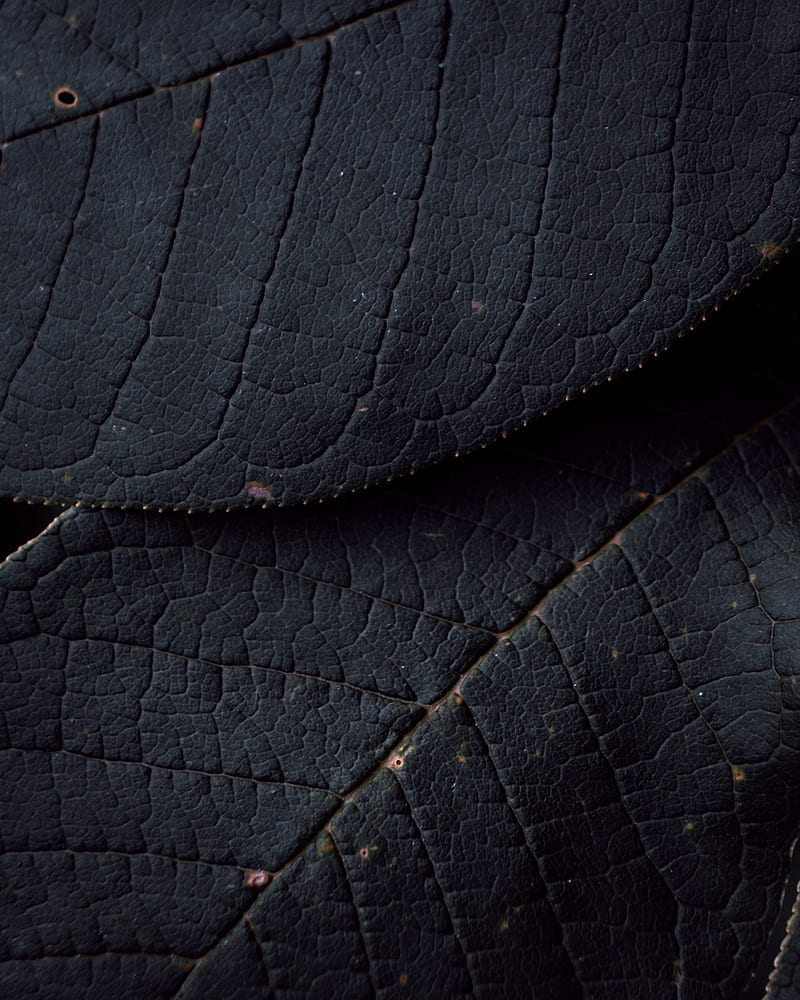 leaves, veins, texture, surface, macro, HD phone wallpaper