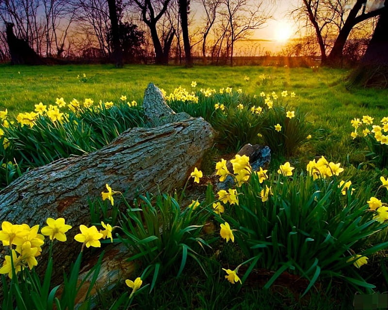 Daffodils, sun, grass, springtime, spring, sunset, trees, landscape, HD wallpaper