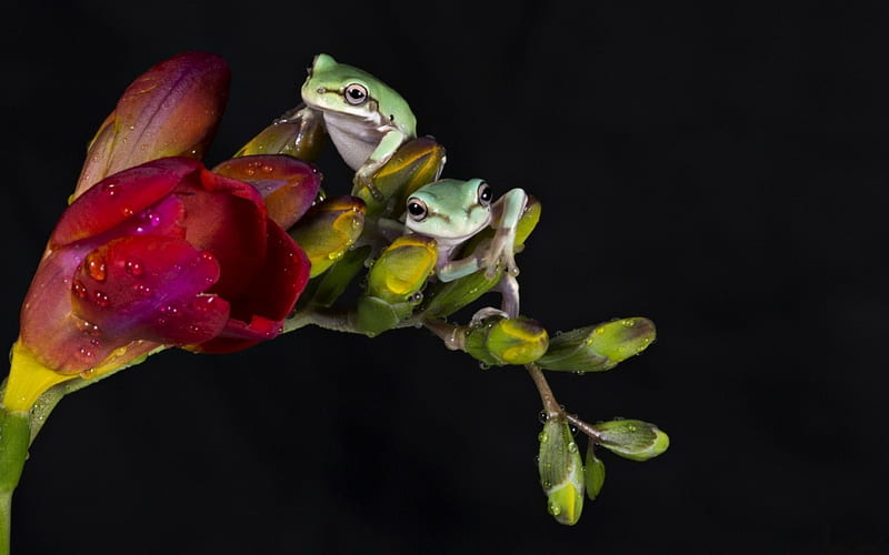 Frogs, sia, red, frog, green, black, animal, HD wallpaper