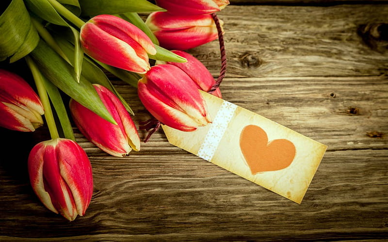 For You, flowers, tulips, love, heart, HD wallpaper