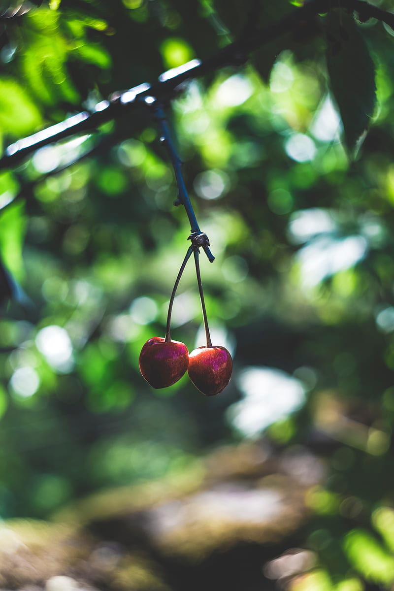 cherry, berries, red, ripe, branch, HD phone wallpaper