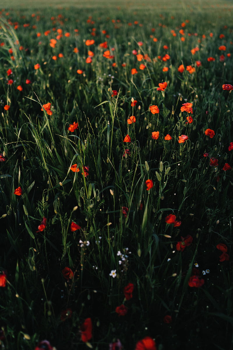 poppies, flowers, field, grass, vast, HD phone wallpaper