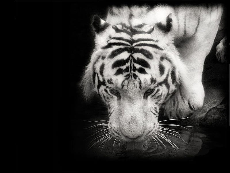 Tiger ( Black and White), bengal, big, wild, tiger, cats, animals, HD wallpaper