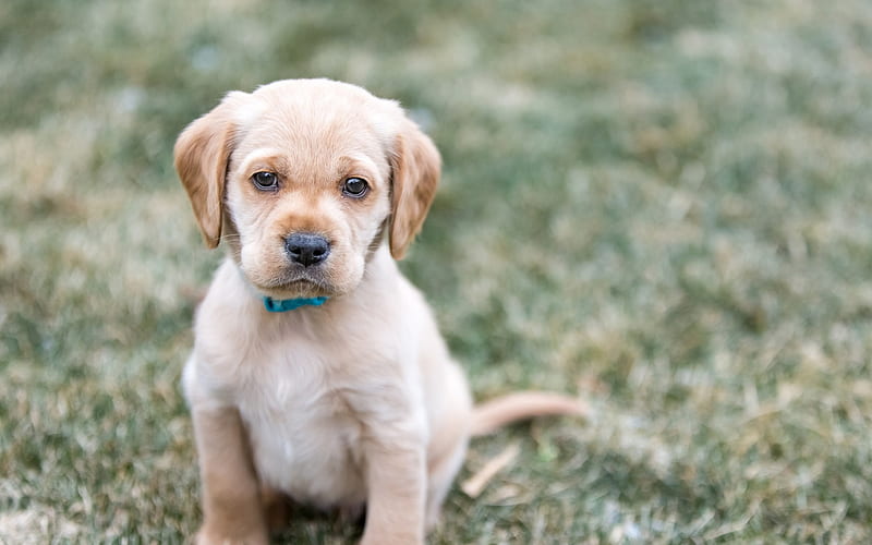 Golden retriever, small puppy, Labrador Retriever, cute animals, small dogs, HD wallpaper