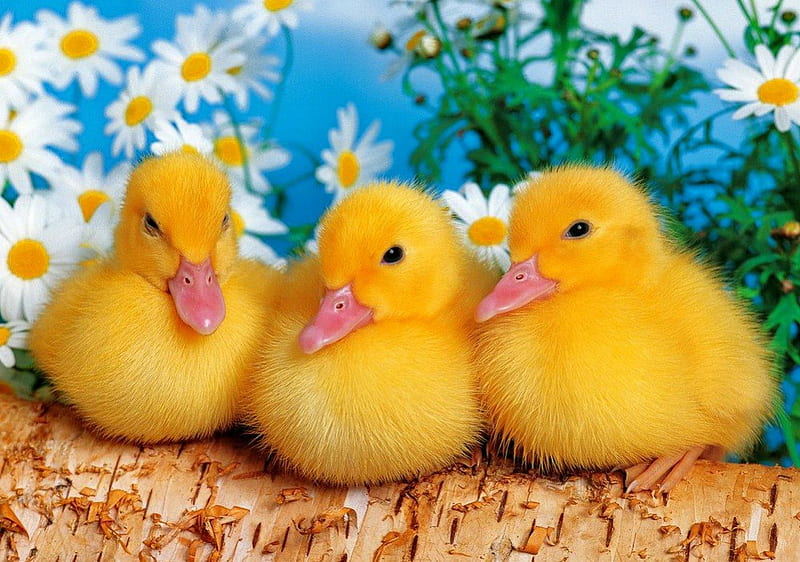 Cute friends, pretty, fluffy, three, ducks, yellow, bonito, adorable, sweet, daisies, cute, buddies, flowers, duckling, friends, HD wallpaper