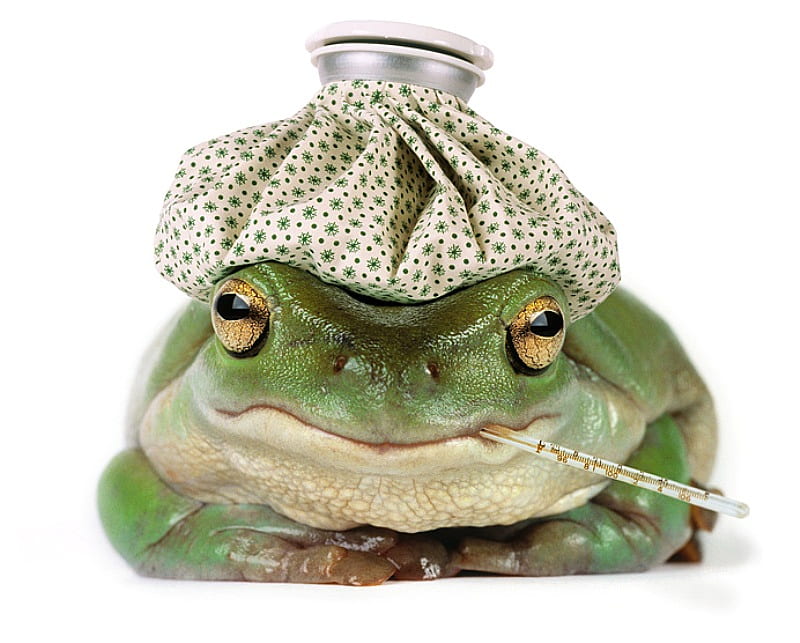 I HAVE A HEADACHE, cute, frog, headache, wildlife, amphibian, HD wallpaper