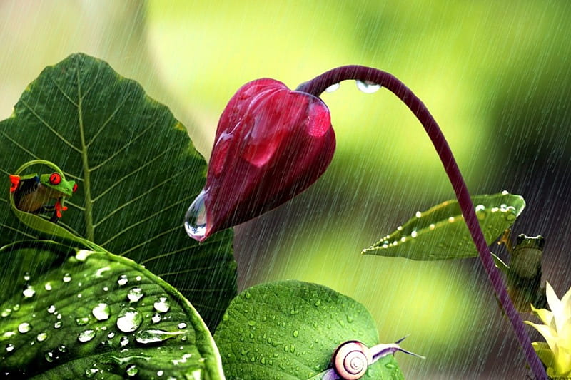 A rainy day, frog, flower, nature, rain, weather, HD wallpaper
