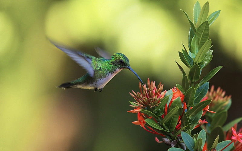 Hovering Hummingbird High Amount live Arizona and Texas, stems, ground,  hummingbird, HD wallpaper | Peakpx