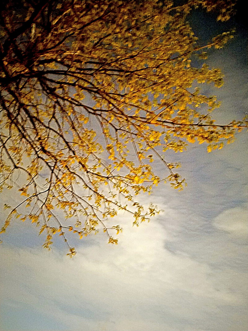 Approaching Storm, clouds, leaves, nature, night, real, sky, tree, yellow, HD phone wallpaper