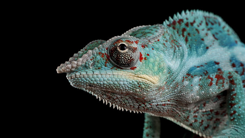 Reptiles, Chameleon, HD wallpaper