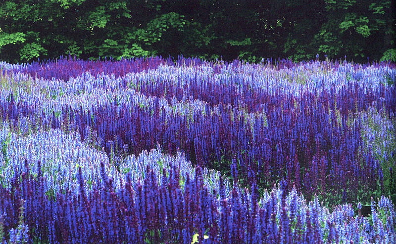 Field of purple sage, graphy, mint, purple, salvia, farming, sage, field, aromatic, rural, pretty, HD wallpaper