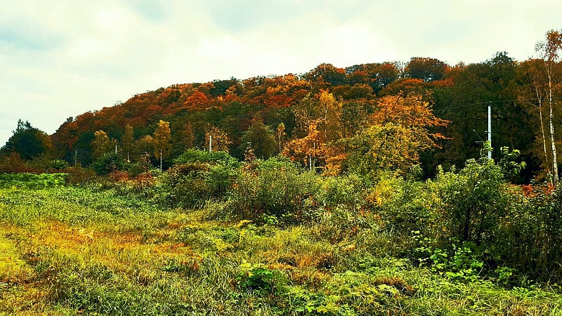 Autumn at the Baltic Sea, Ruegen Island, Germany, colors, trees, landscape, fall, hill, HD wallpaper