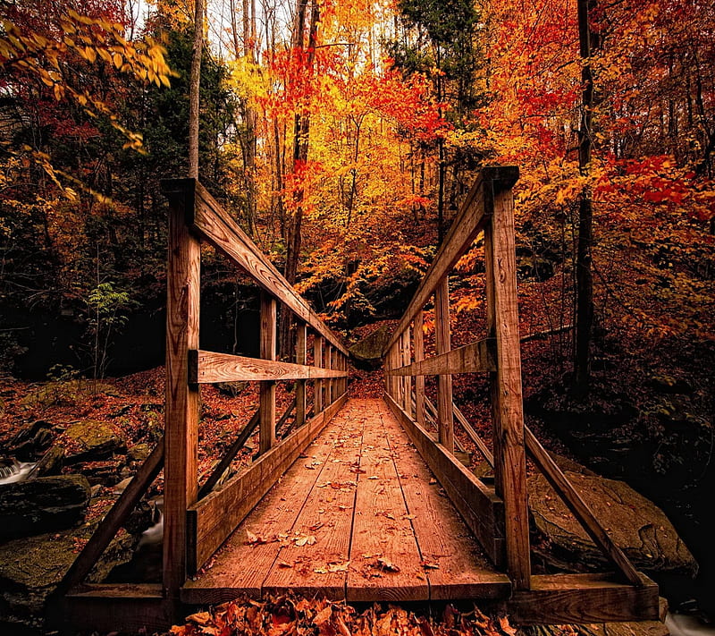 wooden bridge, autumn, cool, forest, good, landscape, nature, nice, structure, HD wallpaper