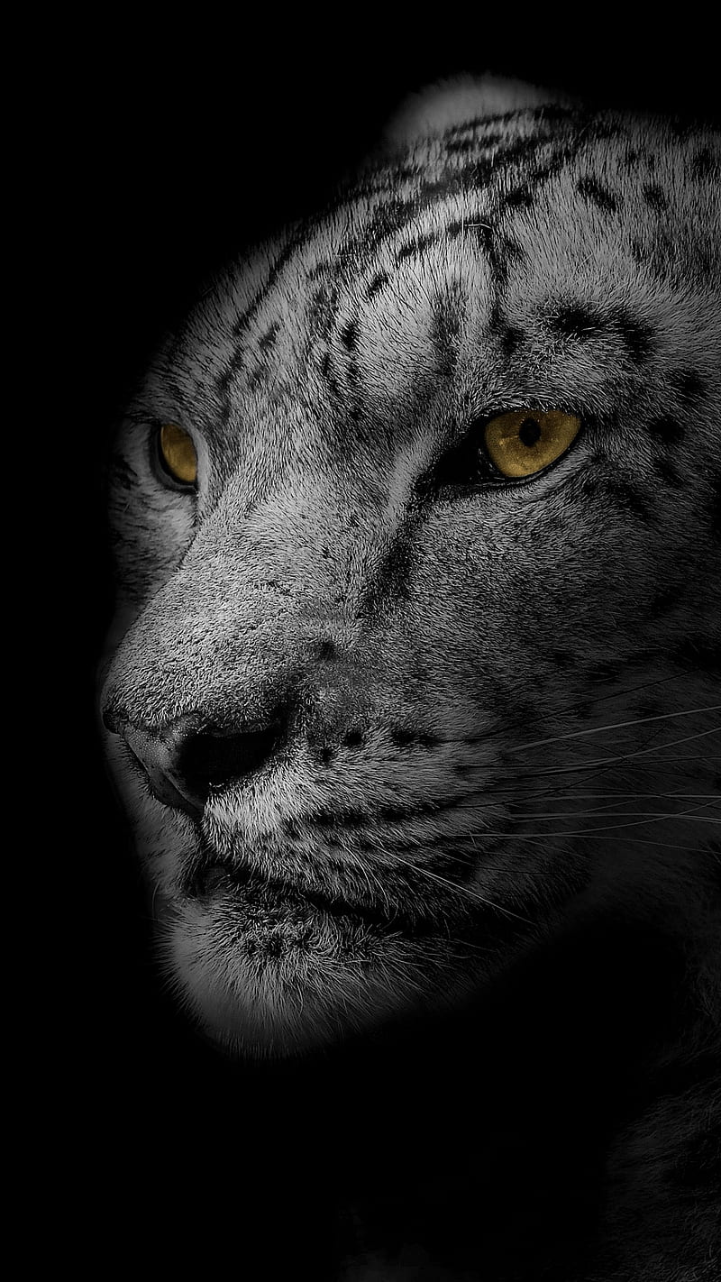 Jaguar, animal, big cat, black and white, bw, eyes, face, wild, HD phone wallpaper