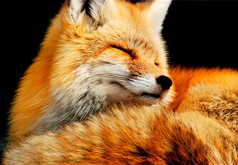 Fox, Animal, HD Wallpaper | Peakpx