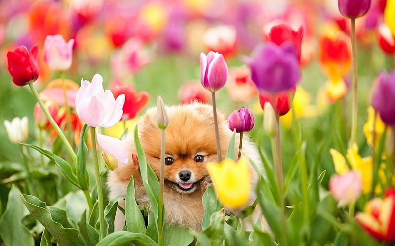 Spring Time Puppys, HD wallpaper