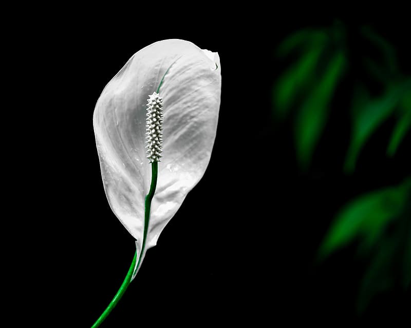 peace lily, lily, petal, macro, white, HD wallpaper