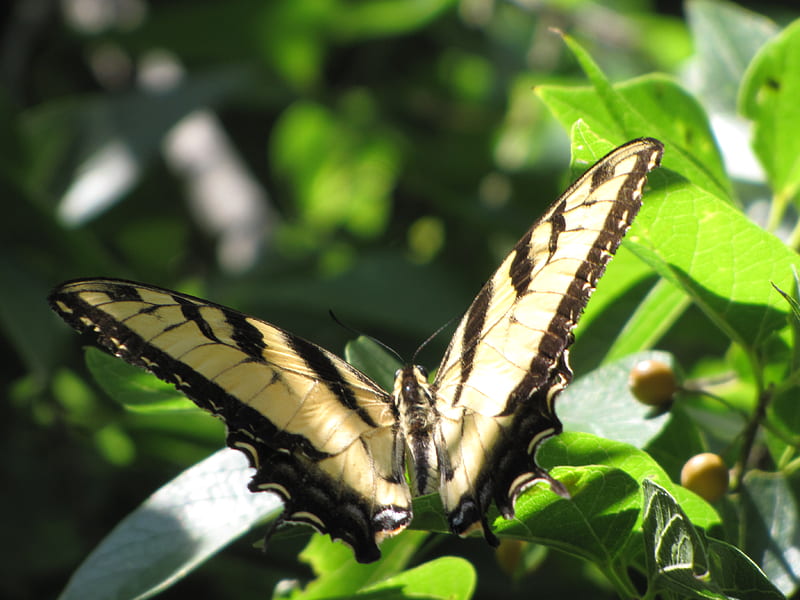 butterfly, back yard, tree, insects, HD wallpaper