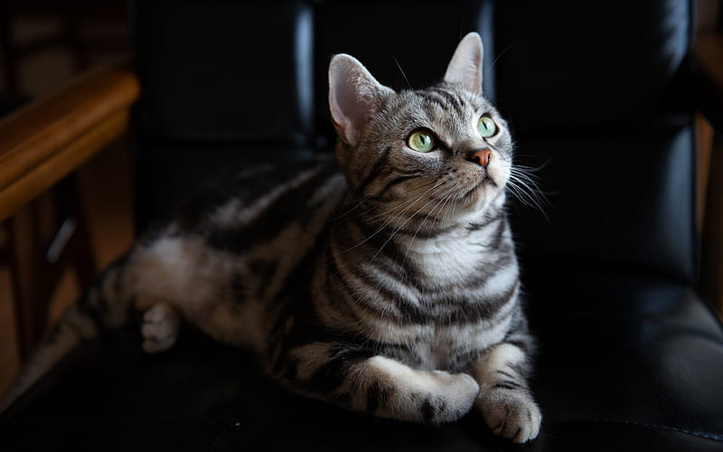 American shorthair cat, gray tabby cat, pets, cute animals, cats, HD wallpaper