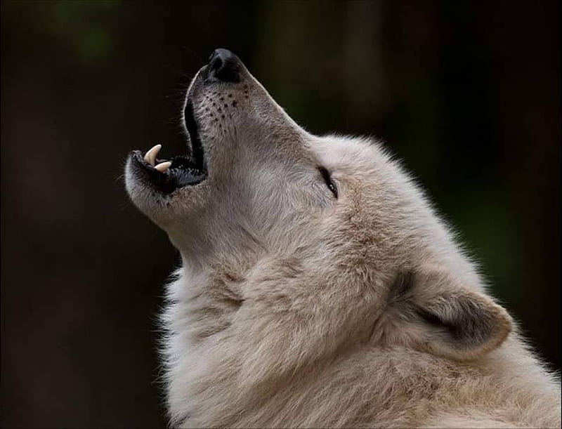 howling in the nicht!, timber, gray, feroucious wolf, dog, howling in the nicht, angry, HD wallpaper