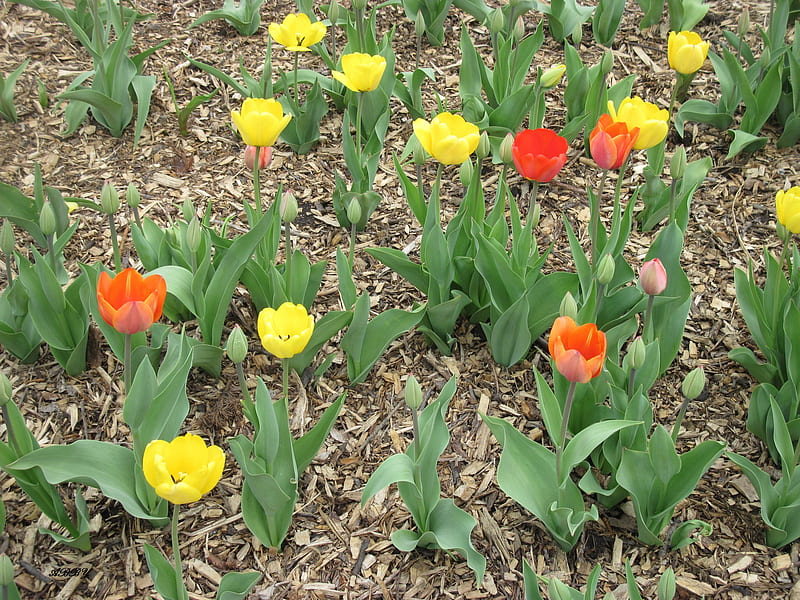 Colorful Tulips, Tulips, graphy, green, orange, yellow, Flowers, HD wallpaper