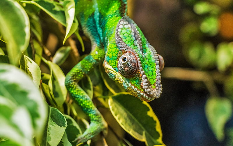 Chameleon lizard reptile Animal, HD wallpaper