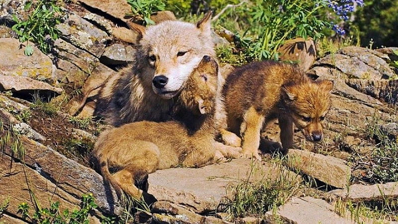 WOLF MOTHER AND PUPS, nature, Wolf, Mother, animals, Wolves, pups, HD wallpaper