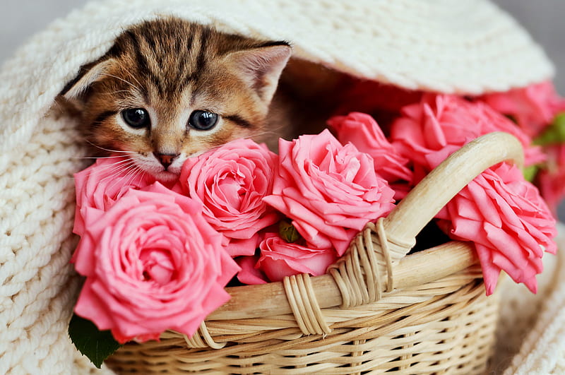 Cats, Cat, Baby Animal, Basket, Flower, Kitten, Pet, Rose, HD wallpaper