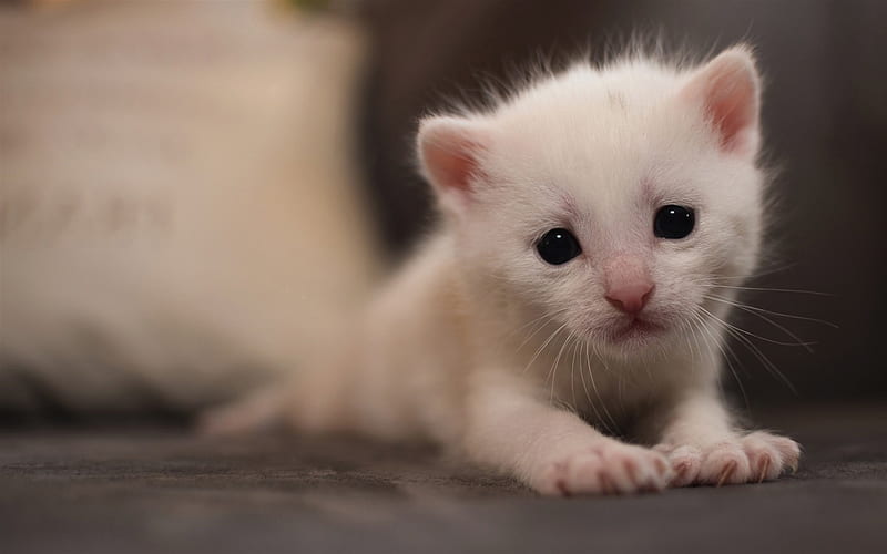 small white kitten, black big eyes, white cat, pets, cats, HD wallpaper