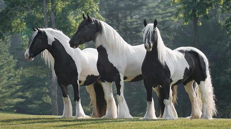 Three Handsome Beauties, beauties, black, handsome, three, white, animals, horses, HD wallpaper
