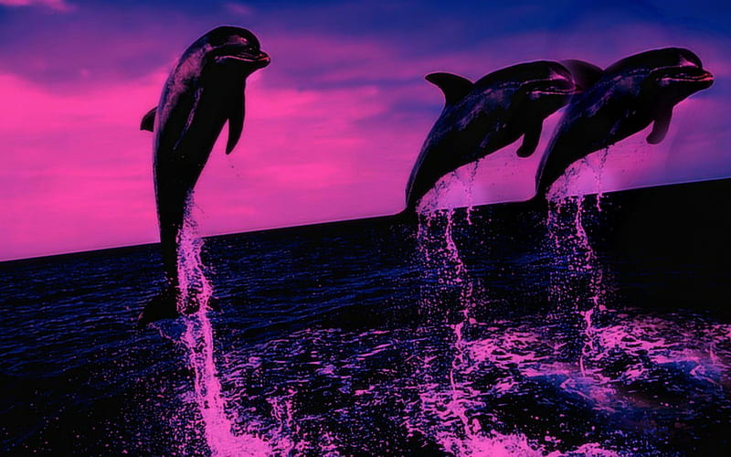 Dolphins at Twilight, beauty, nature, dolphins, aquatic animals, HD wallpaper