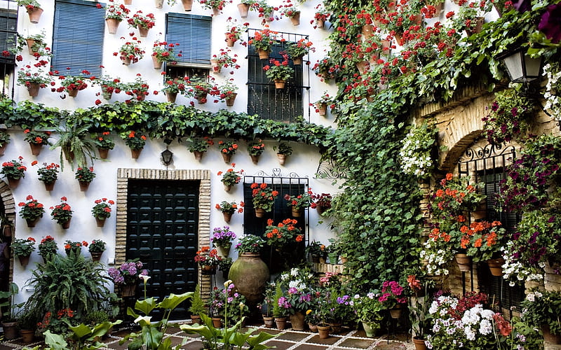 Man Made, Patio, Cordoba , Pot Plant , Spain, HD wallpaper