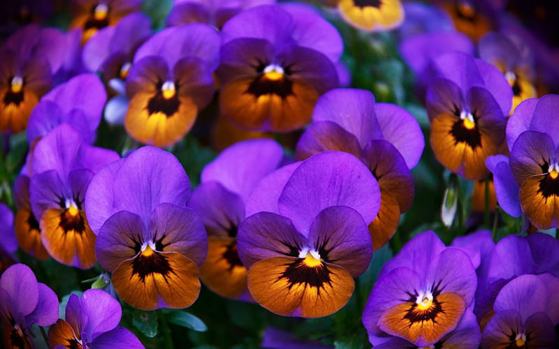 Pansies Pansies Flowers Nature Spring Hd Wallpaper Peakpx