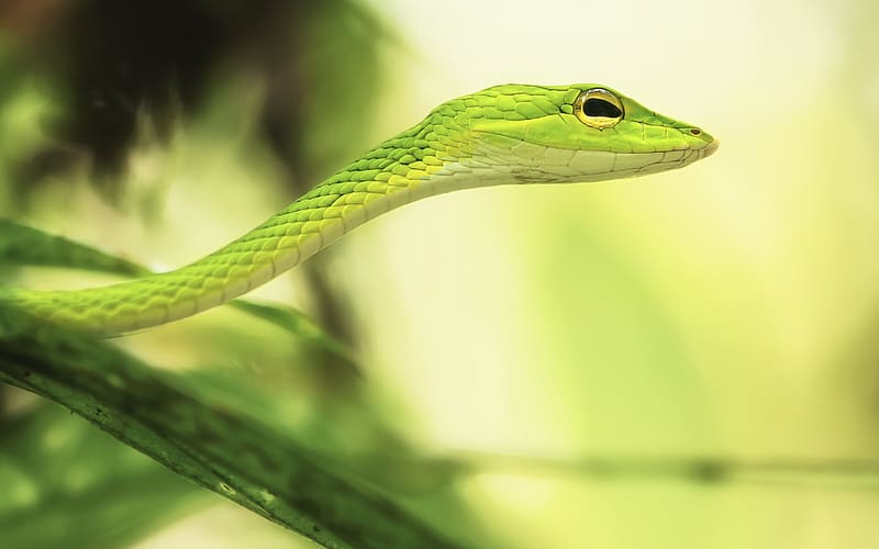 Animal, Reptiles, Grass Snake, HD wallpaper