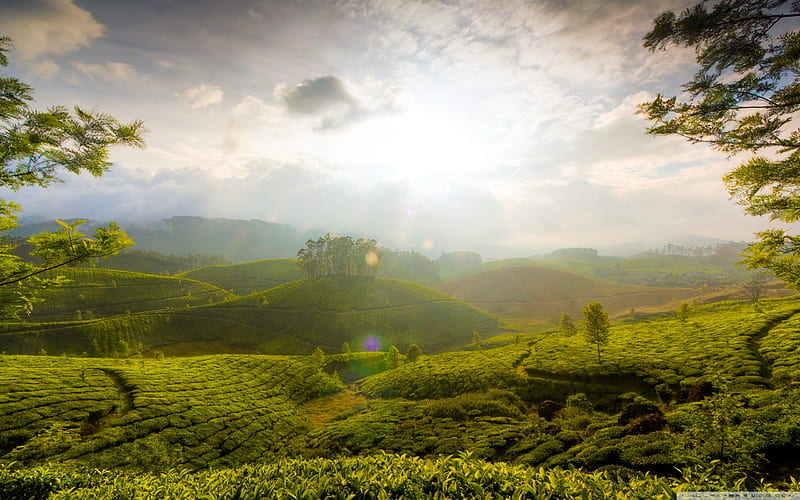 Hills of India, green, india, sky, agricultural, weather, hills, pretty, rural, tea, plantations, HD wallpaper