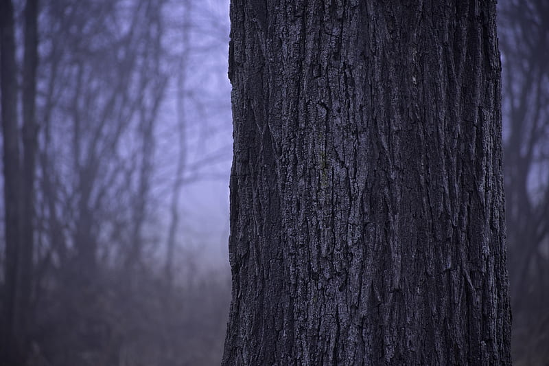 Creepy woods, cinematic, dark, foggy, forest, horror, nature, outside, scary,  HD wallpaper | Peakpx