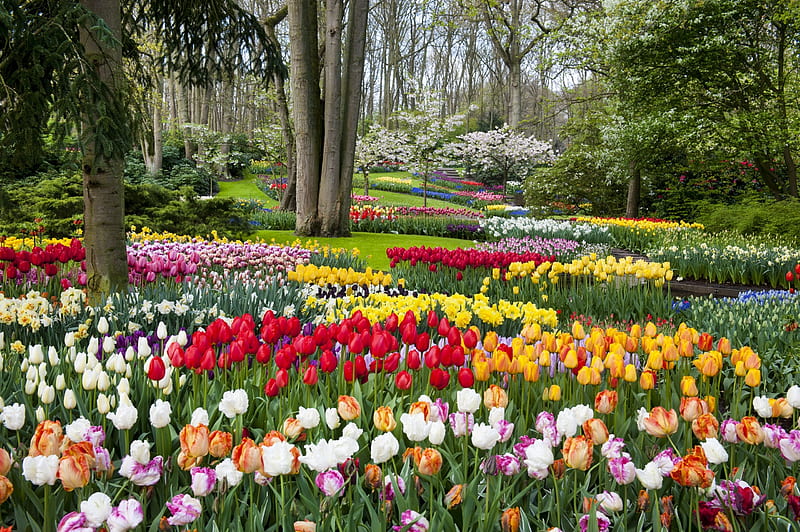 Keukenhof, Netherlands, flowers, blossoms, colors, spring, park, tulips, trees, HD wallpaper