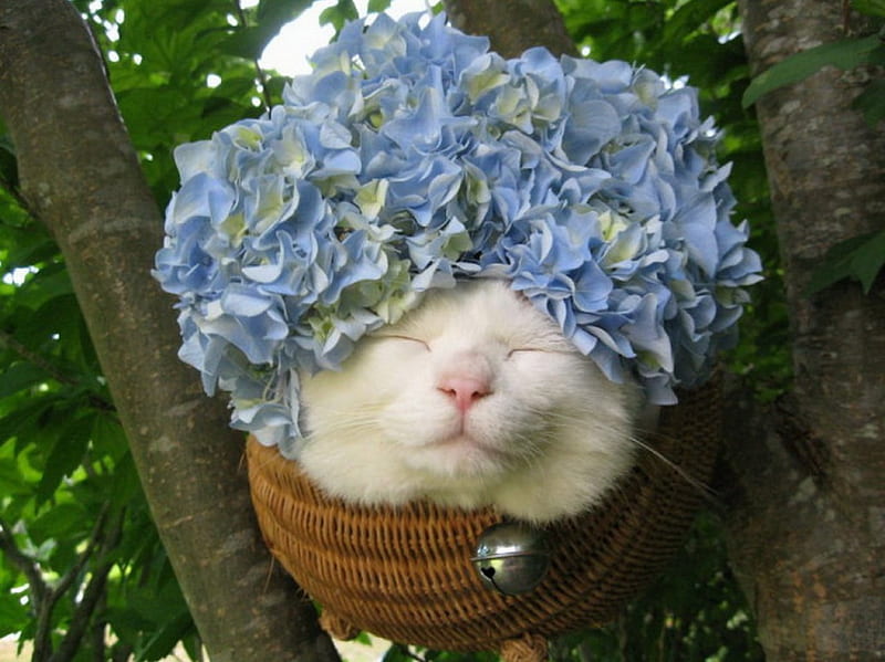 Flowers on my head, cute, basket, flowers, cat, animals, HD wallpaper
