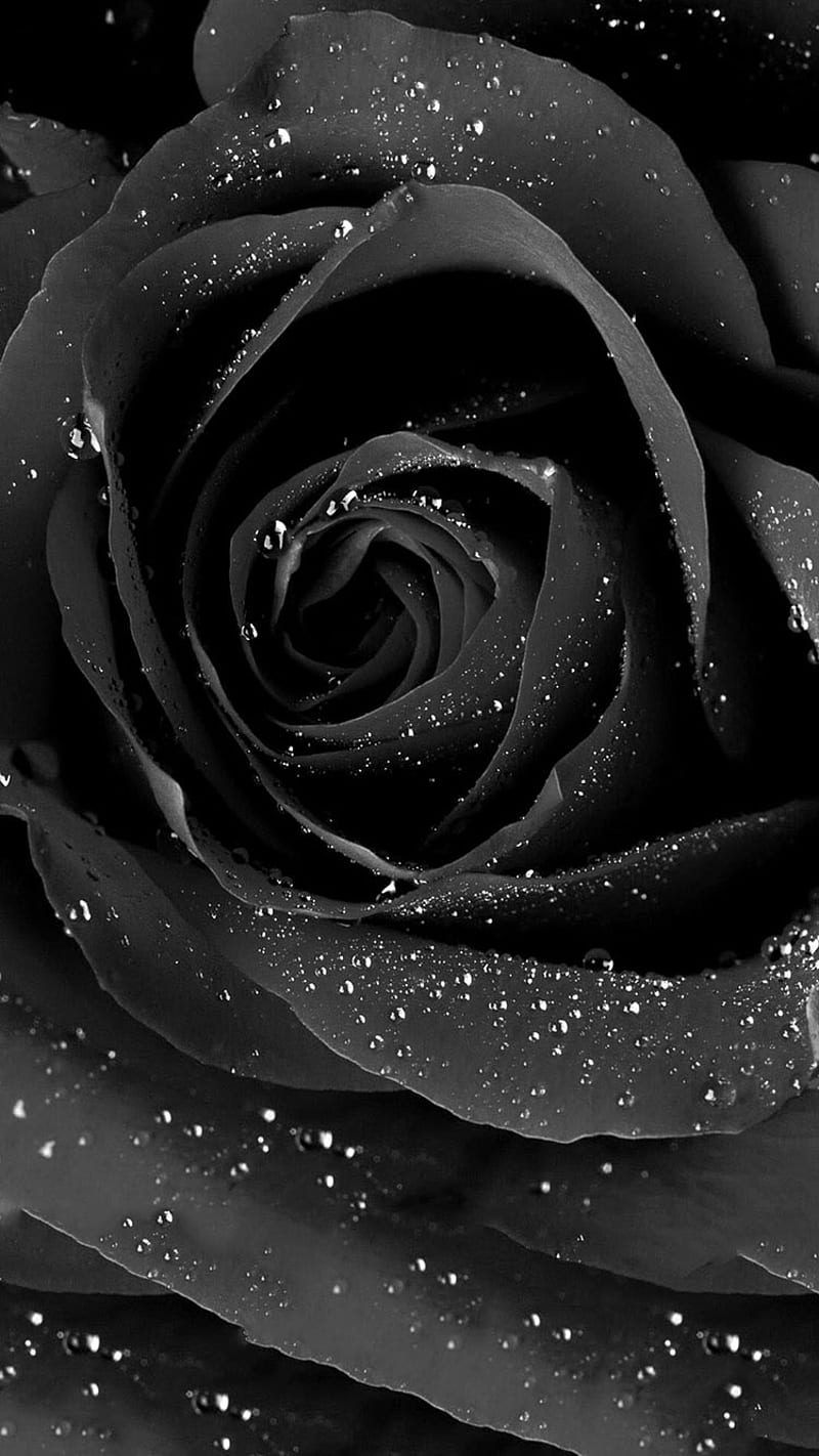 Dark Rose, black, flower, HD phone wallpaper | Peakpx