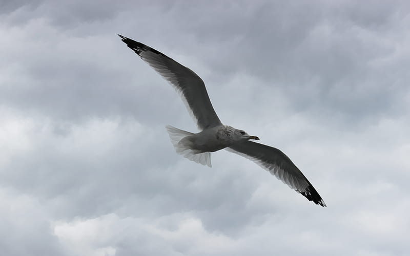 Flying Albatross, cloudy day, sky, clouds outside, wings, flying bird, bird, Albatross, white bird, graphy, nature, HD wallpaper