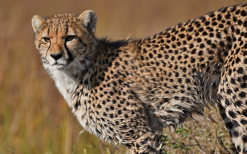 Cats, Cheetah, Big Cat , predator (Animal) , Africa , Botswana, HD wallpaper