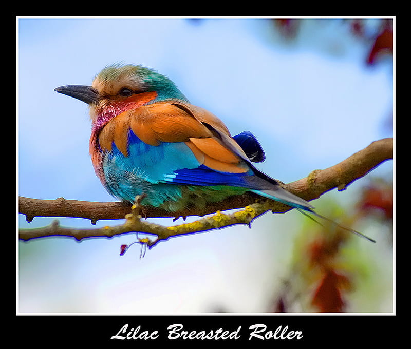 Hey Chicky You Sure Are Cute, pretty, colourful, bird, small, branch, roller, sweet, HD wallpaper
