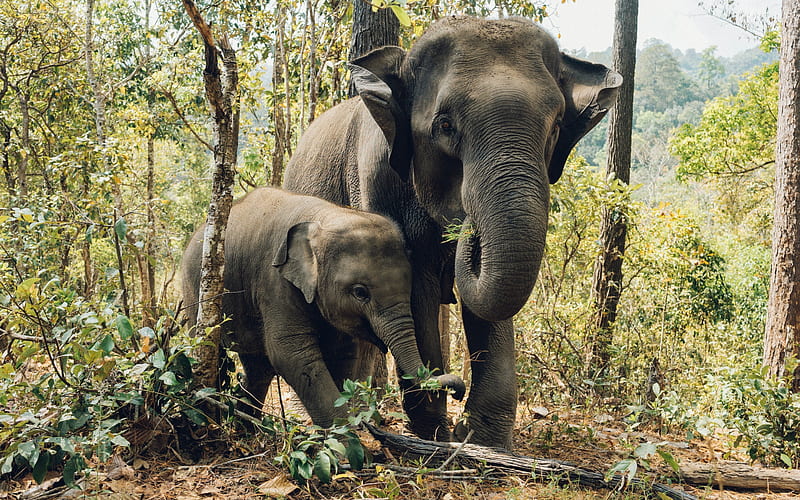 elephants, wildlife, elephants in the forest, baby elephant, elephant family, HD wallpaper